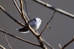 272DSC_9575.jpg