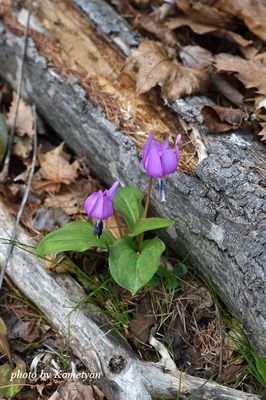 03DSC_2442.JPG