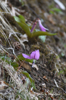 04DSC_2452.JPG