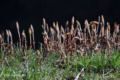 04DSC_5784.jpg