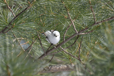 071DSC_3742.jpg