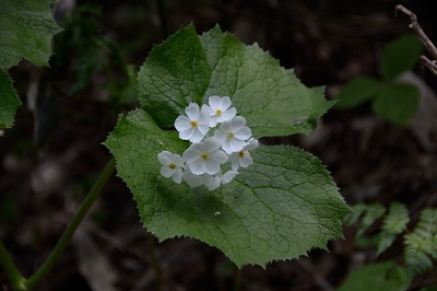 094DSC_4665.JPG