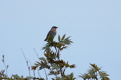 101DSC_4599.JPG