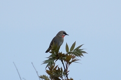 102DSC_46011.jpg