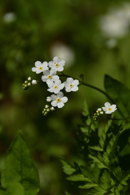 102DSC_9985.JPG