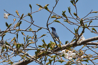 105DSC_0036.JPG