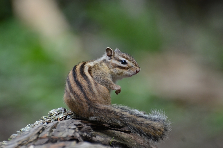 子リスちゃん（エゾシマリス）: 今日のショット！【エゾリスとともに～】