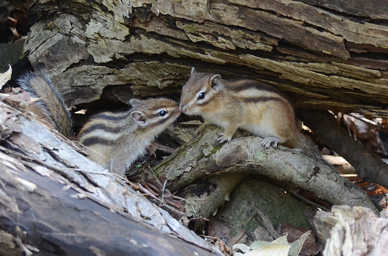 子リスちゃん（エゾシマリス）: 今日のショット！【エゾリスとともに～】