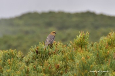 156DSC_1284_1.JPG