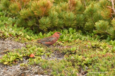 182DSC_3930.JPG