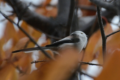 255DSC_2702.JPG
