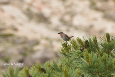 271DSC_2786.JPG