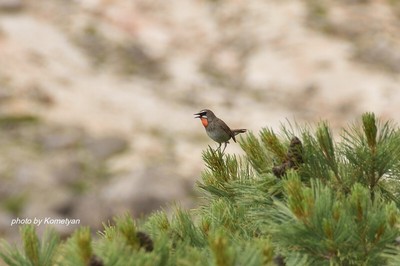 273DSC_2785.JPG