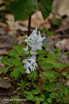 303DSC_6076.JPG