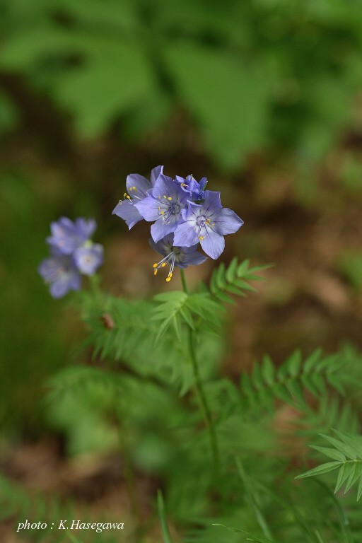 エゾリンドウ・白花エゾリンドウ・エゾハナシノブ 種子