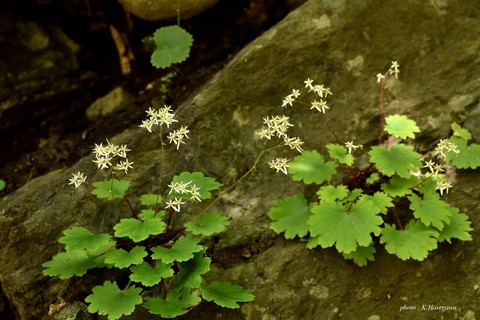 1909233DSC_6851_01.JPG