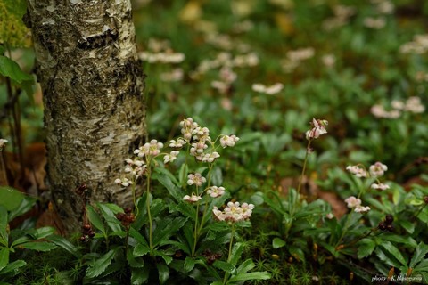 1_05DSC_8679.JPG