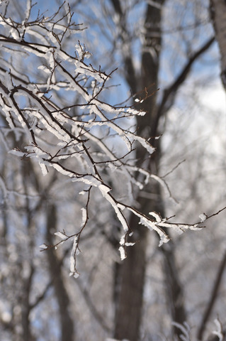 7DSC_2433.JPG