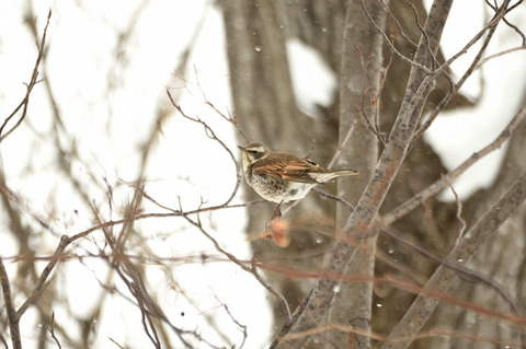 DSC_9747.JPG