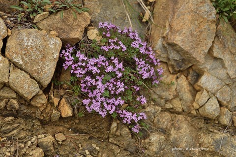 b04DSC_2664.JPG