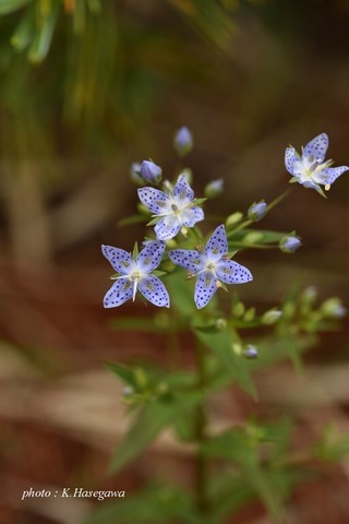 b12DSC_2517.JPG