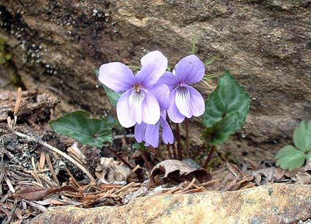 フイリミヤマスミレ