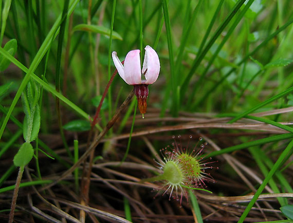 cRP